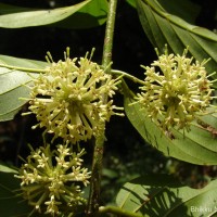 Uncaria elliptica R.Br. ex G.Don